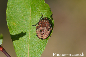 Carpocoris pudicus